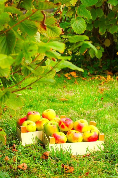 Manzanas rojas y amarillas en la cesta — Foto de Stock