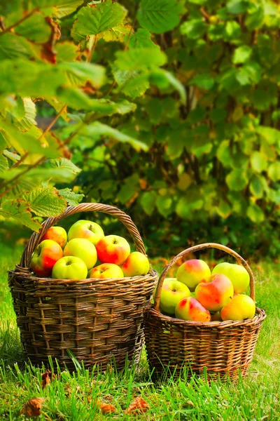 Rode en gele appels in de mand — Stockfoto