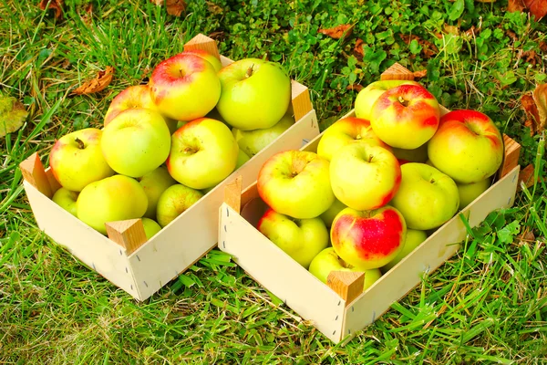 Red and yellow apples in the basket — Stock Photo, Image