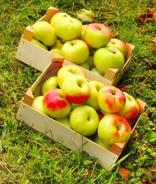 Rote und gelbe Äpfel im Korb — Stockfoto
