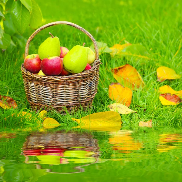 Manzanas rojas y amarillas en la cesta — Foto de Stock