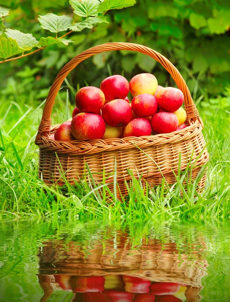 Manzanas rojas y amarillas en la cesta - Otoño en el jardín rural . —  Fotos de Stock