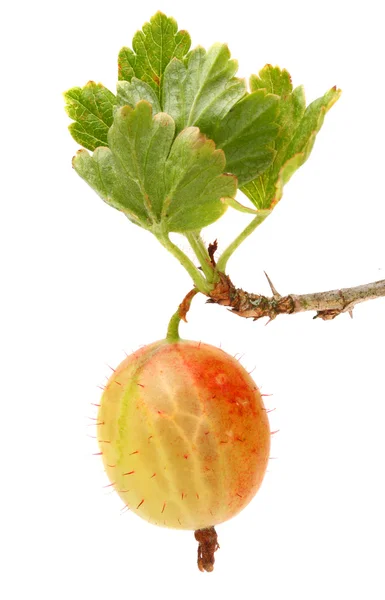 A groselha espinhosa — Fotografia de Stock