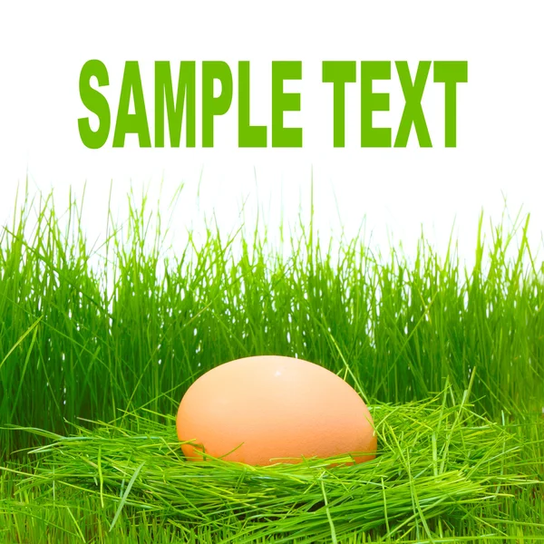 De kip ei in verse lente gras — Stockfoto