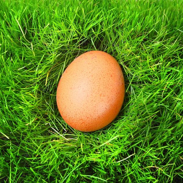 El huevo de gallina en hierba fresca de primavera — Foto de Stock