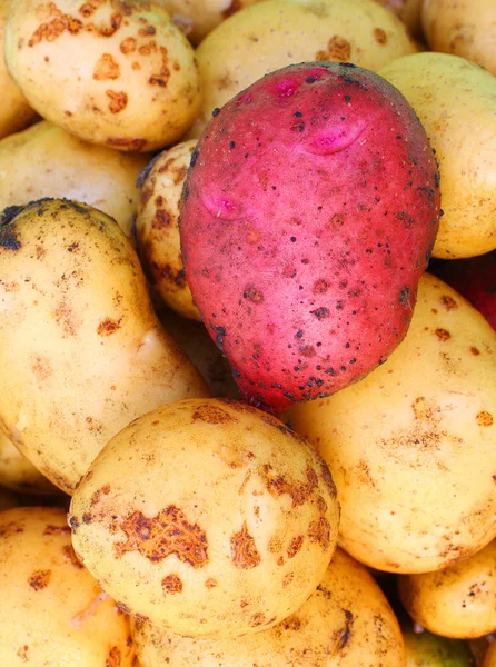 Harvested potatoes — Stock Photo, Image