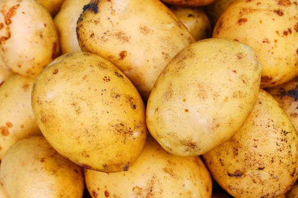 Hasat edilmiş patatesler — Stok fotoğraf