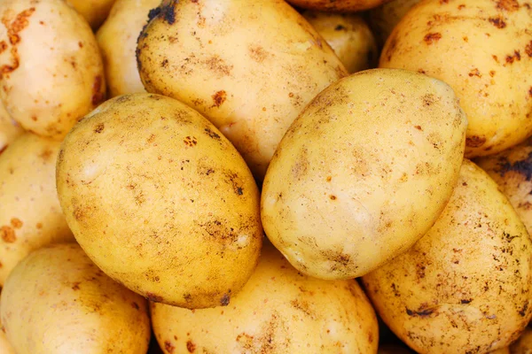 Harvested potatoes — Stock Photo, Image