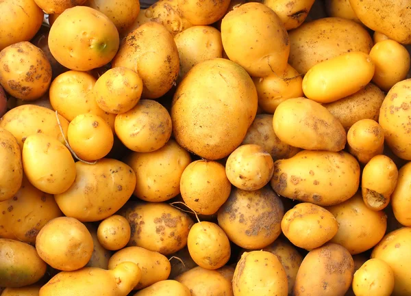 Harvested potatoes — Stock Photo, Image
