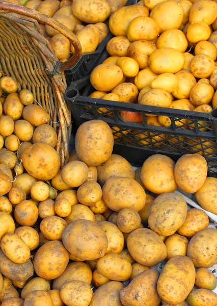 Kartoffeln geerntet — Stockfoto