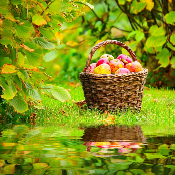 Rode en gele appels in de mand — Stockfoto