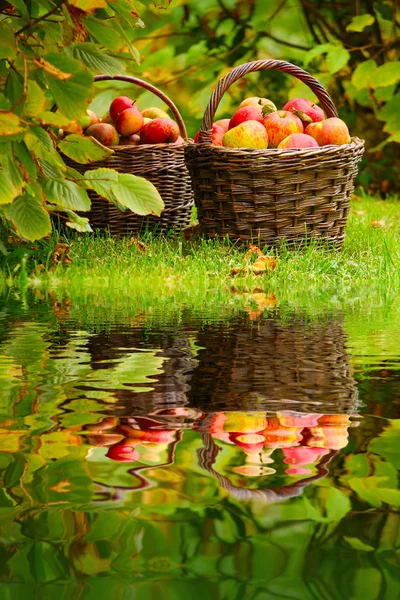 Manzanas rojas y amarillas en la cesta - Otoño en el jardín rural . —  Fotos de Stock