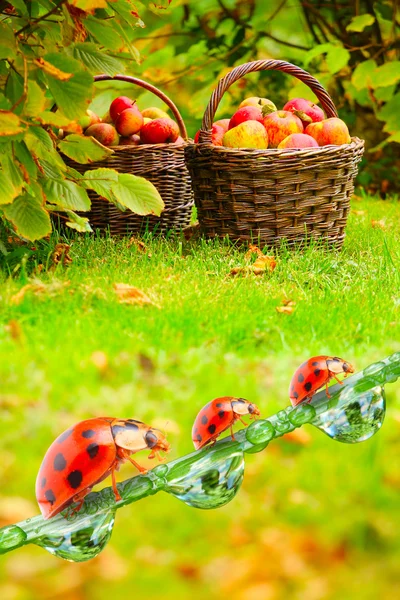 Rote und gelbe Äpfel im Korb — Stockfoto