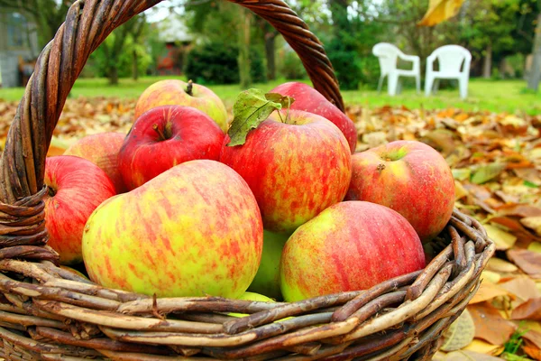 Rode en gele appels in de mand — Stockfoto