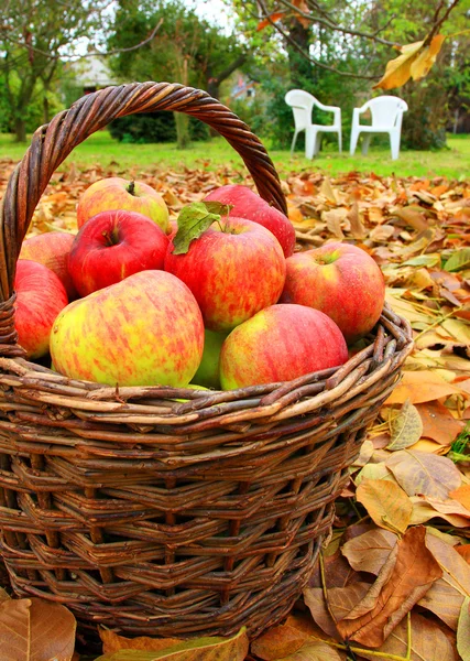 Rode en gele appels in de mand — Stockfoto