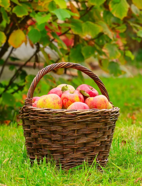 Pommes rouges et jaunes dans le panier — Photo