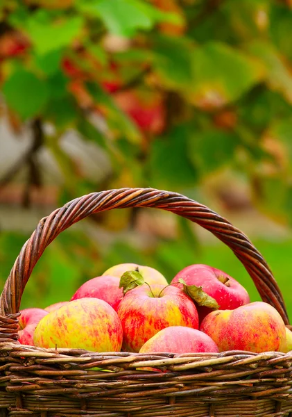 Manzanas rojas y amarillas en la cesta — Foto de Stock