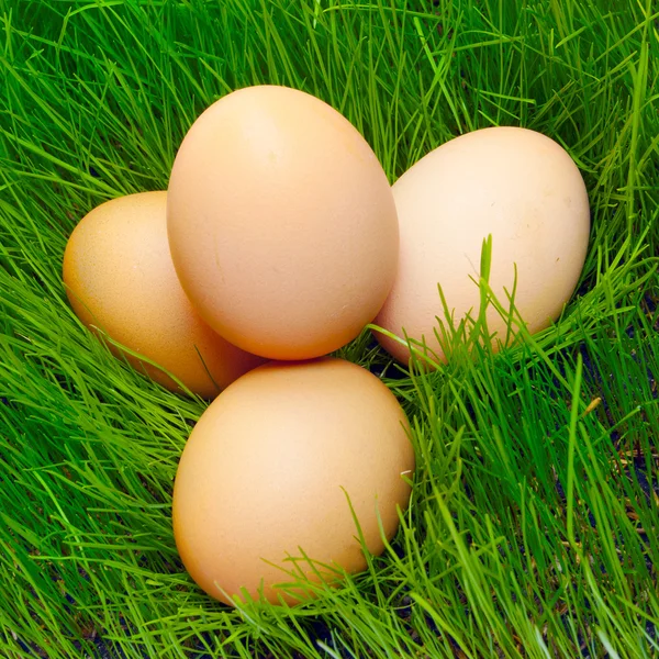Птицы гнездятся с яйцами — стоковое фото