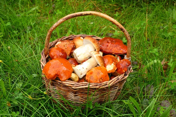 Champiñones silvestres en cesta . — Foto de Stock