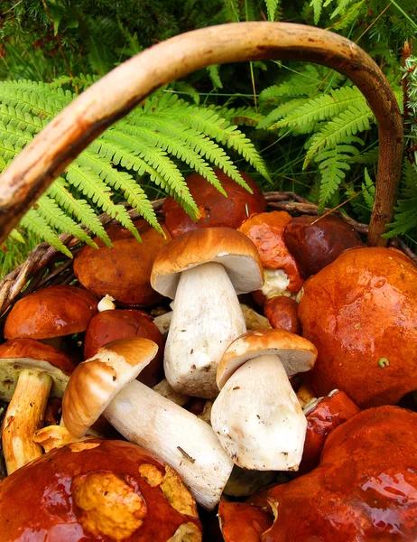 Wild mushrooms in basket — Stock Photo, Image