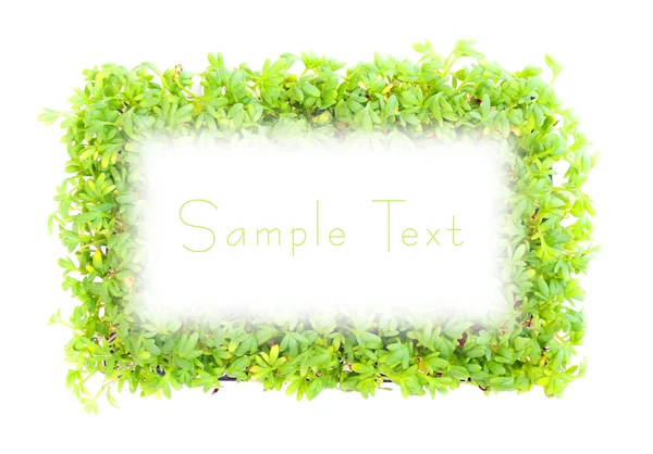 Green frame from green foliage — Stock Photo, Image