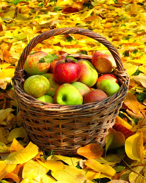 Manzanas rojas y amarillas en la cesta — Foto de Stock