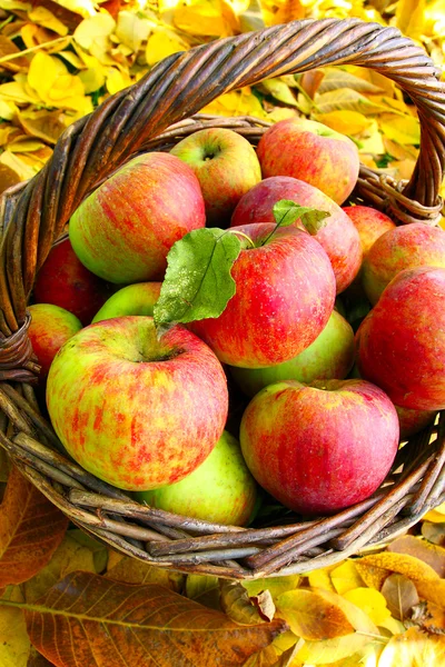 Rode en gele appels in de mand — Stockfoto