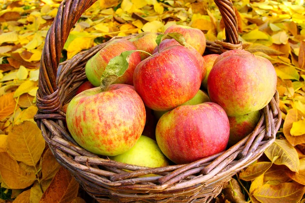 Rode en gele appels in de mand — Stockfoto