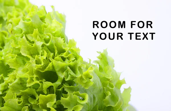 Fresh green lettuce salad close up — Stock Photo, Image
