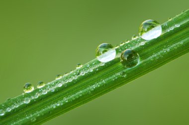 Çiy damlalı taze çimen