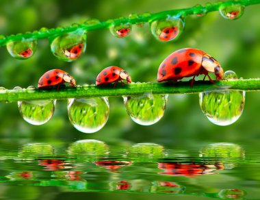 Üç ladybugs bir çim köprüde çalışan. sığ dof ile yakın çekim.