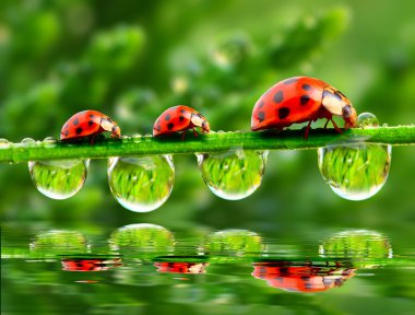 nemli çimde çalışan üç ladybugs.