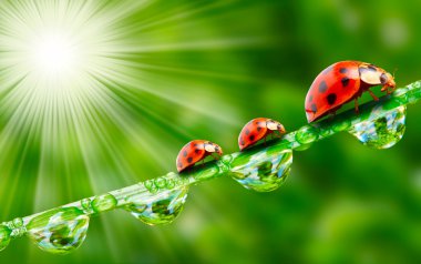 nemli çimde çalışan üç ladybugs.
