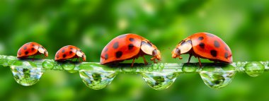 çim köprüde bir bahar sel üzerinde çalışan ladybugs aile.