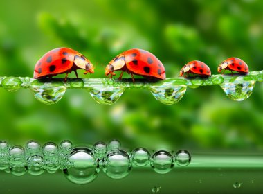çim köprüde bir bahar sel üzerinde çalışan ladybugs aile.