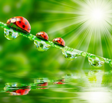 nemli çimde çalışan üç ladybugs.
