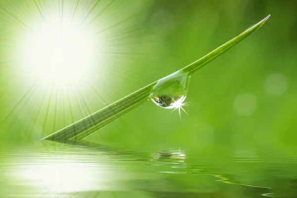 Hierba fresca con gotas de rocío — Foto de Stock