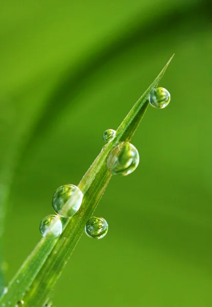 Erba fresca con gocce di rugiada — Foto Stock