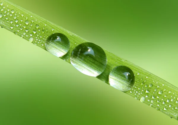 露が落ちる新鮮な草 — ストック写真