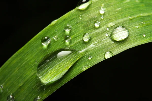 Fresh grass with dew drop — Stock Photo, Image