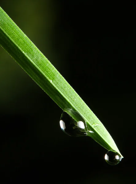 Fresh grass with dew drop — Stock Photo, Image