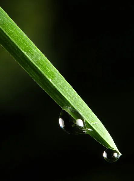 Grama fresca com gota de orvalho — Fotografia de Stock