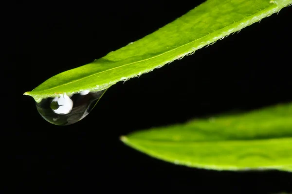 Fresh grass with dew drop — Stock Photo, Image