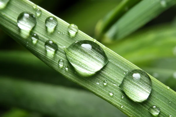 露の滴で新鮮な草 — ストック写真