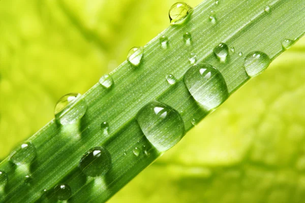 Fresh grass with dew drops — Stock Photo, Image