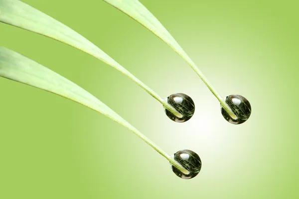 Three dew drops — Stock Photo, Image