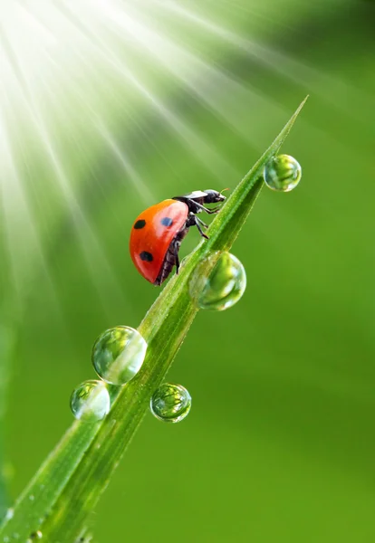 瓢虫在湿漉漉的草地上运行. — 图库照片