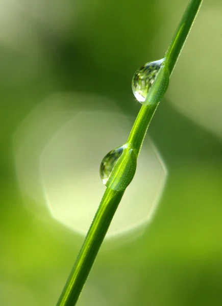Свіжа трава з краплями роси — стокове фото