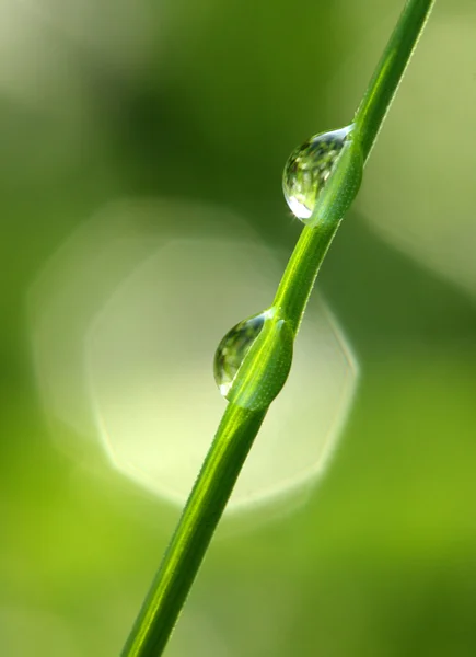 Erba fresca con gocce di rugiada — Foto Stock