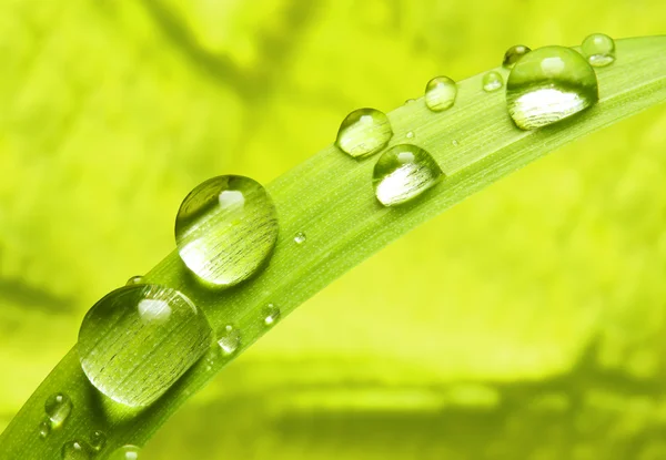 Hierba fresca con gota de rocío —  Fotos de Stock